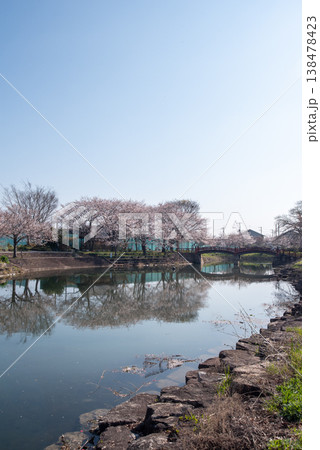 羽ノ浦桜づつみ公園の桜 羽ノ浦桜づつみ公園の桜 138478423