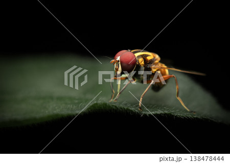 Austalis conjuncta hoverfly Austalis conjuncta hoverfly 138478444