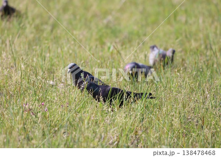 田んぼで餌を食べている鳩 田んぼで餌を食べている鳩 138478468