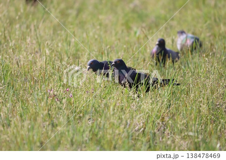 田んぼで餌を食べている鳩 138478469