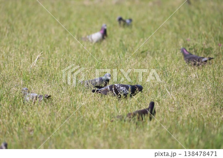 田んぼで餌を食べている鳩 田んぼで餌を食べている鳩 138478471