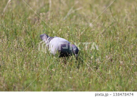 田んぼで餌を食べている鳩 138478474