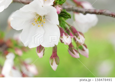 春の光を浴びる桜の花 春の光を浴びる桜の花 138478491