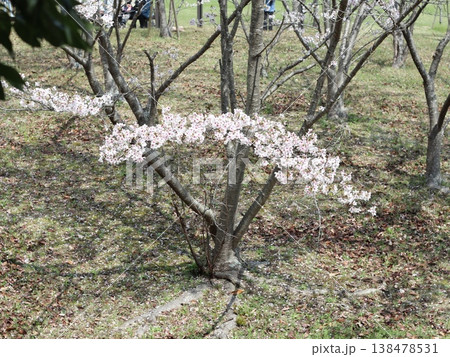 神戸市　西区　西神中央　西神中央公園　桜 138478531