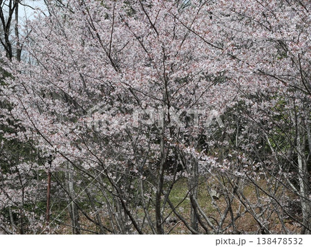 神戸市　西区　西神中央　西神中央公園　桜 138478532
