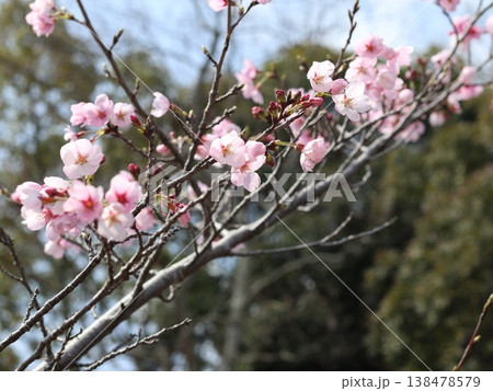 神戸市　西区　西神中央　西神中央公園　桜 138478579