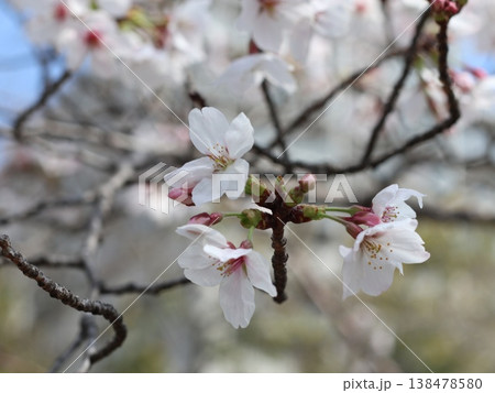 神戸市　西区　西神中央　西神中央公園　桜 138478580