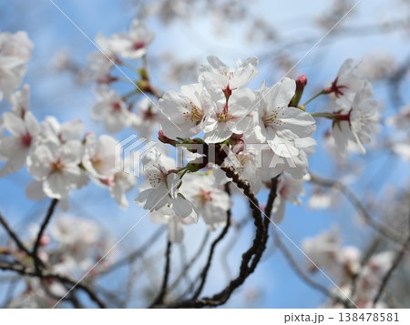 神戸市　西区　西神中央　西神中央公園　桜 138478581