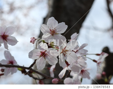神戸市 西区 西神中央 西神中央公園 桜 神戸市 西区 西神中央 西神中央公園 桜 138478583