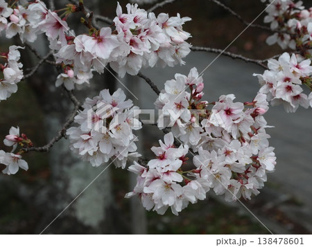 神戸市　西区　西神中央　西神中央公園　桜 138478601