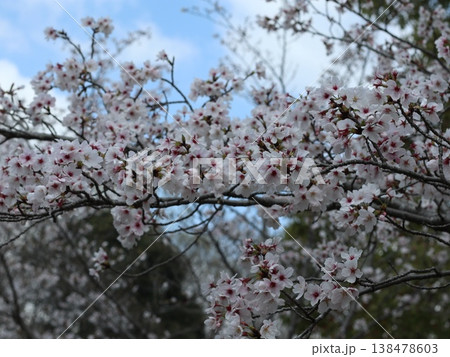 神戸市　西区　西神中央　西神中央公園　桜 138478603