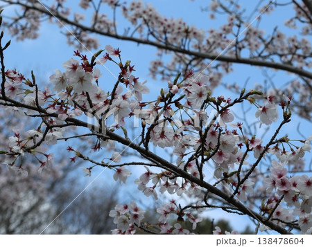 神戸市　西区　西神中央　西神中央公園　桜 138478604