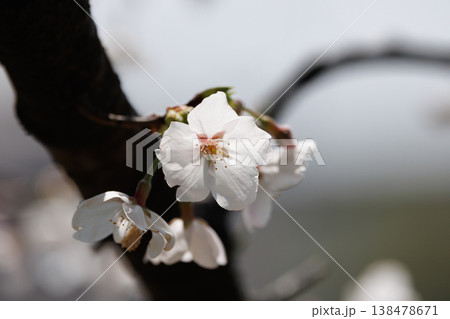 満開の桜 満開の桜 138478671
