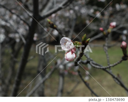 神戸市　西区　西神中央　西神中央公園　桜 138478690