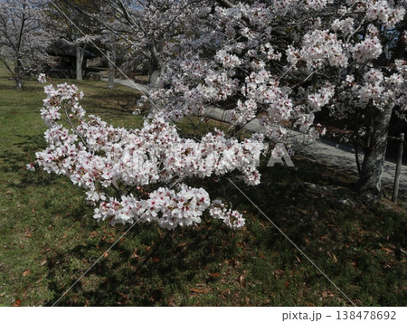 神戸市　西区　西神中央　西神中央公園　桜 138478692