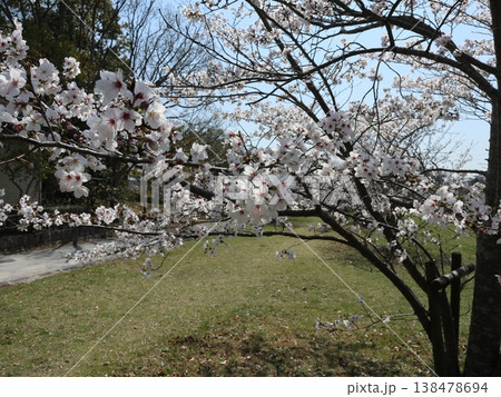 神戸市　西区　西神中央　西神中央公園　桜 138478694