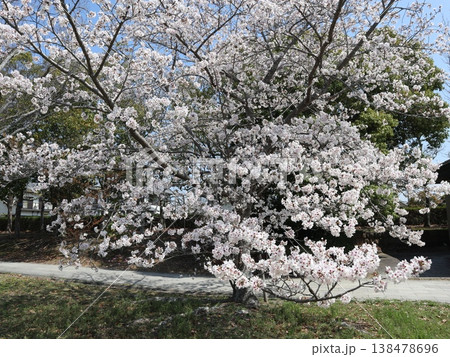 神戸市　西区　西神中央　西神中央公園　桜 138478696