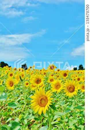 夏の青空と小千谷山本山高原ひまわり花畑 138478700