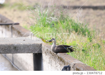 田んぼの水路で休むカルガモ 田んぼの水路で休むカルガモ 138478712