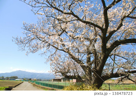 一本桜 一本桜 138478723