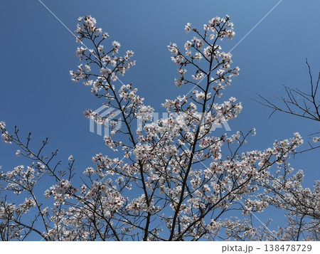 神戸市　西区　西神中央　西神中央公園　桜 138478729