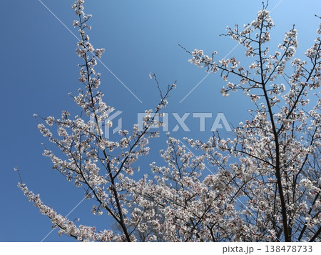 神戸市　西区　西神中央　西神中央公園　桜 138478733