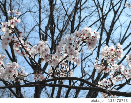 神戸市 西区 西神中央 西神中央公園 桜 神戸市 西区 西神中央 西神中央公園 桜 138478738