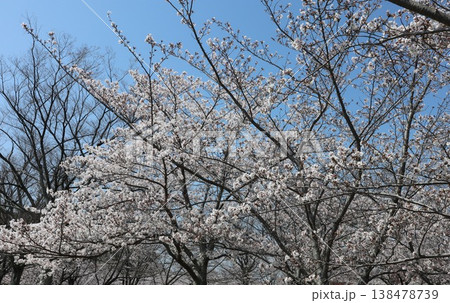 神戸市 西区 西神中央 西神中央公園 桜 神戸市 西区 西神中央 西神中央公園 桜 138478739
