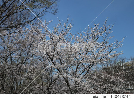 神戸市　西区　西神中央　西神中央公園　桜 138478744