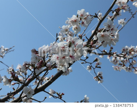 神戸市　西区　西神中央　西神中央公園　桜 138478753