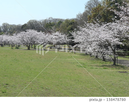 神戸市　西区　西神中央　西神中央公園　桜 138478780