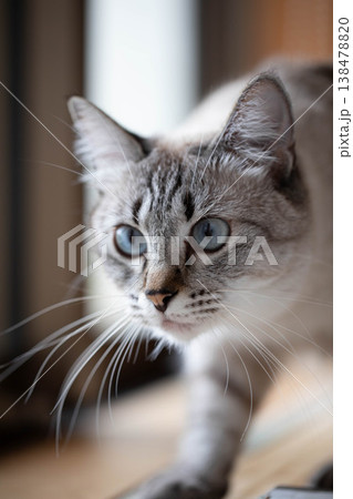 青い瞳で一点を注視する猫 138478820