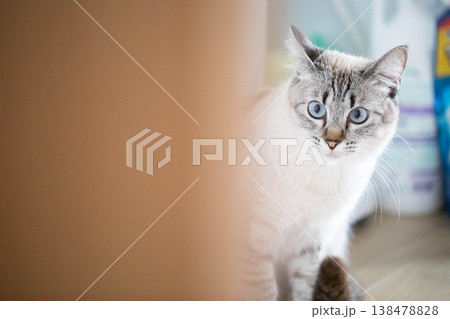 ライフスタイル 猫 ライフスタイル 猫 138478828