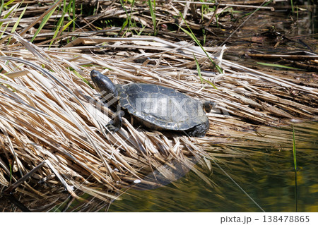 甲羅干しをする亀 138478865