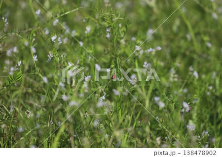 スズメノエンドウにとまるナナホシテントウ 138478902