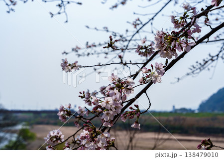 2026年春　京都八幡背割り堤の桜　男山と御幸橋を背にして咲く桜 138479010