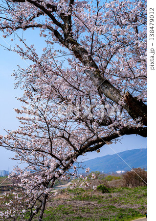 2026年春 京都八幡背割り堤の桜 北摂の山を背にして咲く桜 2026年春 京都八幡背割り堤の桜 北摂の山を背にして咲く桜 138479012