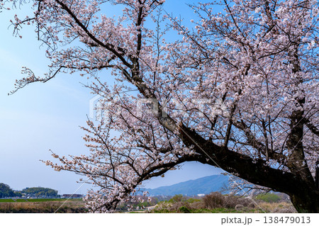2026年春　京都八幡背割り堤の桜　河川敷の広い空を背にして咲く桜 138479013