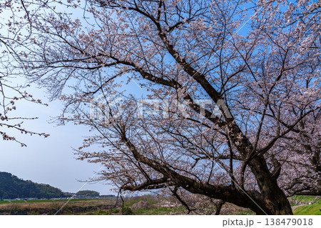 2026年春 京都八幡背割り堤の桜 堤防を彩るさくらの花 2026年春 京都八幡背割り堤の桜 堤防を彩るさくらの花 138479018