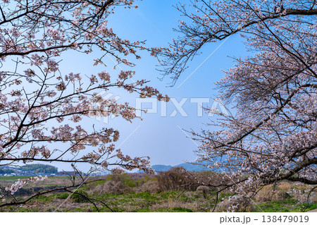 2026年春 京都八幡背割り堤の桜 河川敷の青空を取り囲むピンクの花 2026年春 京都八幡背割り堤の桜 河川敷の青空を取り囲むピンクの花 138479019