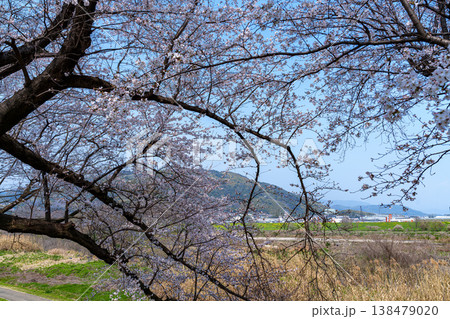 2026年春 京都八幡背割り堤の桜 背景の天王山と河川敷を彩るさくらの花 2026年春 京都八幡背割り堤の桜 背景の天王山と河川敷を彩るさくらの花 138479020