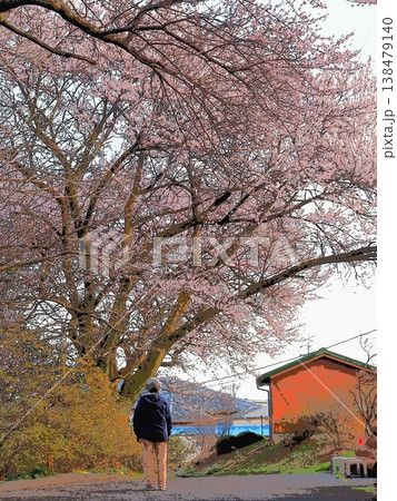 道端の桜に足を止める女性(20260327154916) 道端の桜に足を止める女性(20260327154916) 138479140