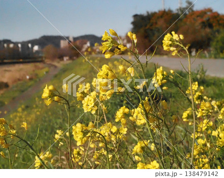 鏡川岸の菜の花(散歩道沿いのアブラナの花とつぼみのクローズアップ) 鏡川岸の菜の花(散歩道沿いのアブラナの花とつぼみのクローズアップ) 138479142