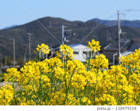 青空と四国山脈と春の香長平野の菜の花 青空と四国山脈と春の香長平野の菜の花 138479158