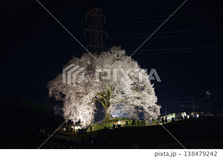 春のライトアップされた夜桜 <わに塚のサクラ> 春のライトアップされた夜桜 <わに塚のサクラ> 138479242