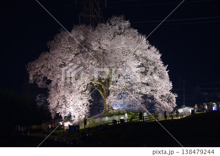 春のライトアップされた夜桜 <わに塚のサクラ> 春のライトアップされた夜桜 <わに塚のサクラ> 138479244