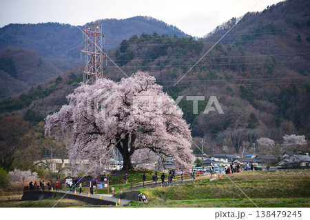 春のライトアップされた夜桜 <わに塚のサクラ> 春のライトアップされた夜桜 <わに塚のサクラ> 138479245