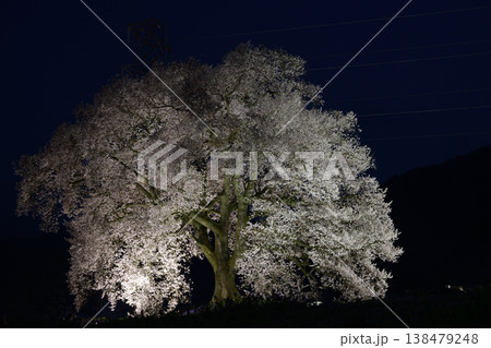 春のライトアップされた夜桜　＜わに塚のサクラ＞ 138479248