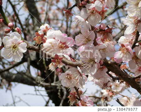 寒桜（カンザクラ）の花 138479377
