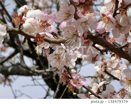 寒桜(カンザクラ)の花 寒桜(カンザクラ)の花 138479379